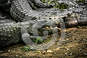 Mugger Or Marsh Crocodile Living At The Madras Crocodile Bank Trust and Centre for Herpetology, ECR Chennai, Tamilnadu