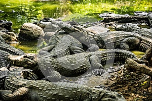 Mugger Or Marsh Crocodile Living At The Madras Crocodile Bank Trust and Centre for Herpetology, ECR Chennai, Tamilnadu