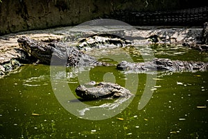 Mugger Or Marsh Crocodile Living At The Madras Crocodile Bank Trust and Centre for Herpetology, ECR Chennai, Tamilnadu
