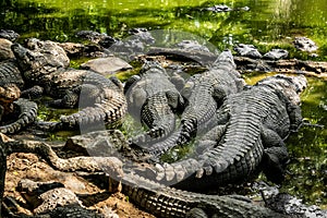 Mugger Or Marsh Crocodile Living At The Madras Crocodile Bank Trust and Centre for Herpetology, ECR Chennai, Tamilnadu