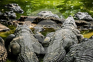 Mugger Or Marsh Crocodile Living At The Madras Crocodile Bank Trust and Centre for Herpetology, ECR Chennai, Tamilnadu