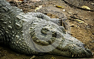 Mugger Or Marsh Crocodile Living At The Madras Crocodile Bank Trust and Centre for Herpetology, ECR Chennai, Tamilnadu