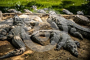 Mugger Or Marsh Crocodile Living At The Madras Crocodile Bank Trust and Centre for Herpetology, ECR Chennai, Tamilnadu