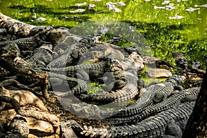 Mugger Or Marsh Crocodile Living At The Madras Crocodile Bank Trust and Centre for Herpetology, ECR Chennai, Tamilnadu