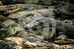 Mugger Or Marsh Crocodile Living At The Madras Crocodile Bank Trust and Centre for Herpetology, ECR Chennai, Tamilnadu