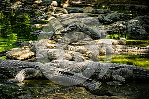 Mugger Or Marsh Crocodile Living At The Madras Crocodile Bank Trust and Centre for Herpetology, ECR Chennai, Tamilnadu