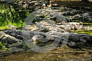 Mugger Or Marsh Crocodile Living At The Madras Crocodile Bank Trust and Centre for Herpetology, ECR Chennai, Tamilnadu