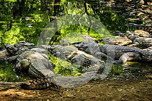 Mugger Or Marsh Crocodile Living At The Madras Crocodile Bank Trust and Centre for Herpetology, ECR Chennai, Tamilnadu