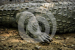 Mugger Or Marsh Crocodile Living At The Madras Crocodile Bank Trust and Centre for Herpetology, ECR Chennai, Tamilnadu