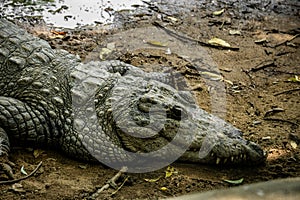 Mugger Or Marsh Crocodile Living At The Madras Crocodile Bank Trust and Centre for Herpetology, ECR Chennai, Tamilnadu