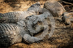 Mugger Or Marsh Crocodile Living At The Madras Crocodile Bank Trust and Centre for Herpetology, ECR Chennai, Tamilnadu, SouthIndia