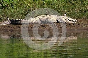 Mugger or Marsh crocodile sun bathing next to the water at Chitwan National park in Nepal