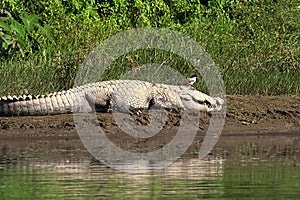 Mugger or Marsh crocodile sun bathing next to the water at Chitwan National park in Nepal