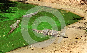Mugger or marsh crocodiles in a pool