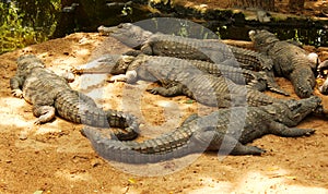 Mugger or marsh crocodiles waiting for food