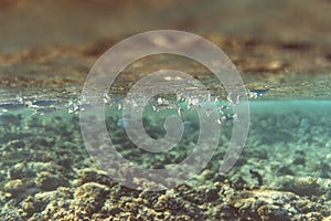 Mugil cephalus under the surface of the egypt ocean, small fish swarm in the ocean of egypt, underwater photography