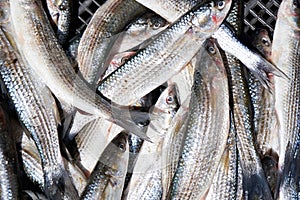 Mugil in market