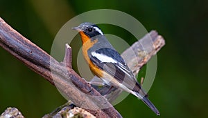 Mugimaki flycatcher