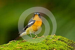 Mugimaki Flycatcher