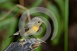 Mugimaki Flycatcher - Female