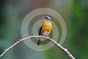 Mugimaki Flycatcher Ficedula mugimaki