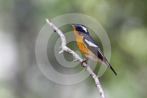 Mugimaki Flycatcher Ficedula mugimaki