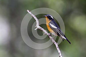 Mugimaki Flycatcher Ficedula mugimaki