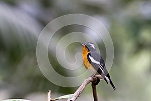 Mugimaki Flycatcher Ficedula mugimaki