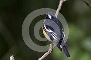 Mugimaki Flycatcher Ficedula mugimaki