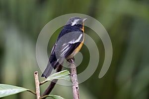 Mugimaki Flycatcher Ficedula mugimaki