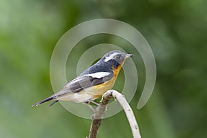 Mugimaki Flycatcher Ficedula mugimaki