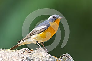 Mugimaki Flycatcher (Ficedula mugimaki), Bird