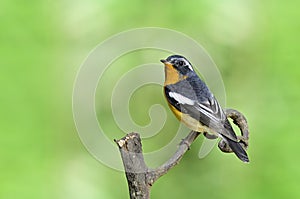 Mugimaki flycatcher Ficedula mugimaki black and white with yellow to copper color on its chest to vent bird perching