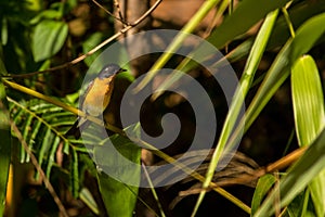 Mugimaki Flycatcher, Ficedula mugimaki, Vietnam