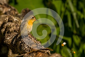 Mugimaki Flycatcher, Ficedula mugimaki, Vietnam