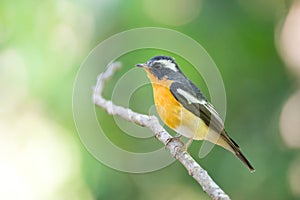 Mugimaki flycather in forest of thailand