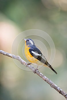 Mugimaki flycather in forest of thailand