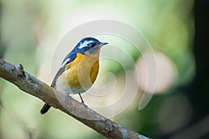 Mugimaki flycather in forest of thailand