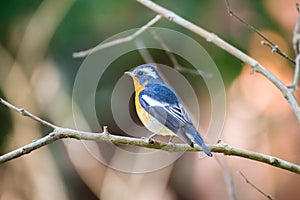 Mugimaki flycather in forest of thailand