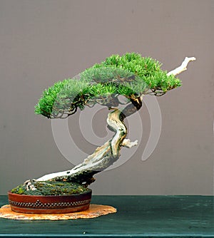 Mugo pine bonsai