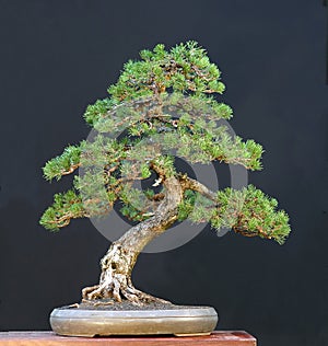 Mugo pine bonsai photo