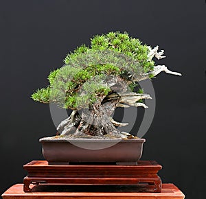 Mugo pine bonsai photo
