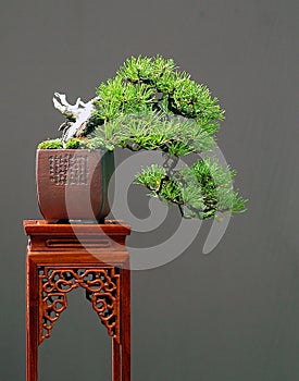 Mugo pine bonsai cascade