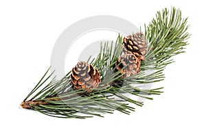 Mugo pine photo