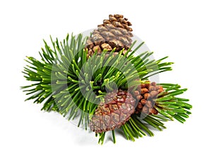 Mugo pine branch with cones photo