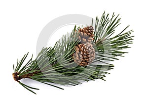 Mugo pine branch with cones photo
