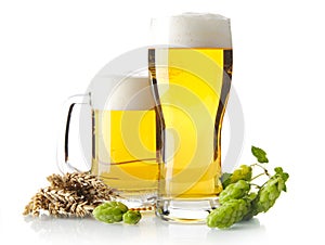 Mugs of beer on table with hop cones, ears of wheat isolated on white