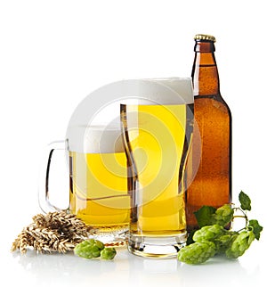 Mugs of beer on table with hop cones, ears of wheat on white