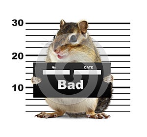 Mugshot background with rodent photo