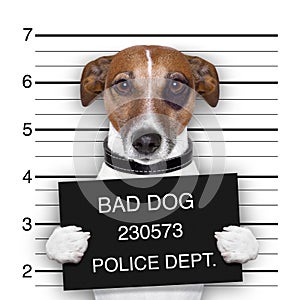 Mugshot dog